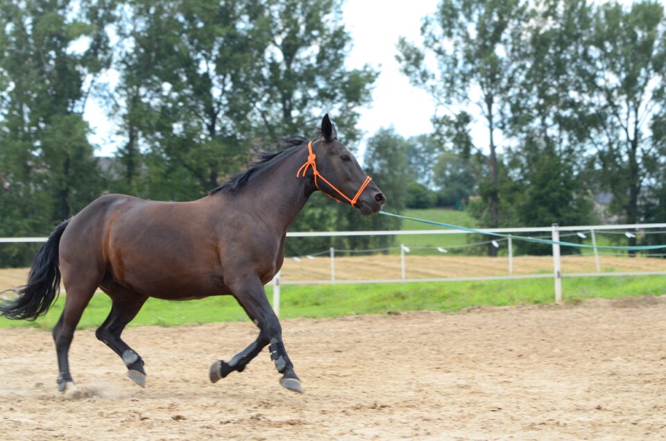 Bay horse training attack
