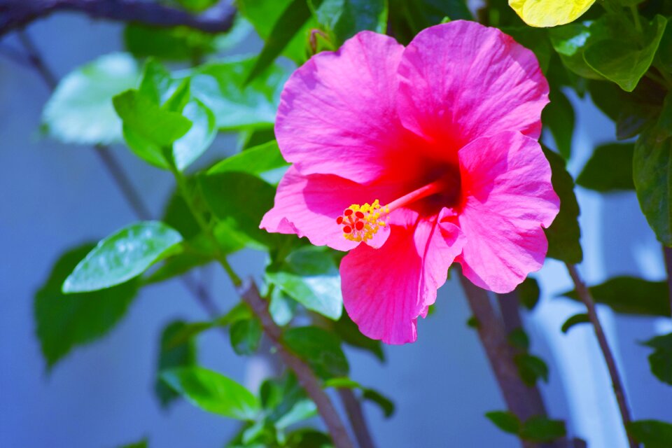 Flower nature petals