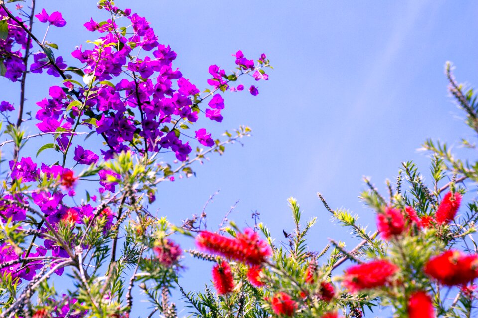 Flower spring flowers sky