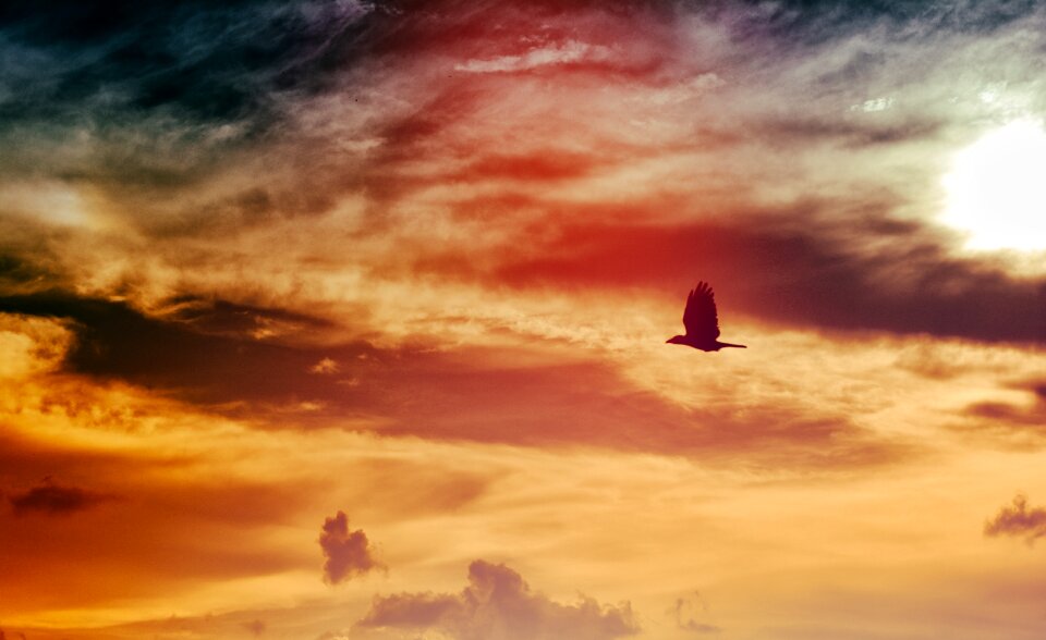 Animal sky sunset