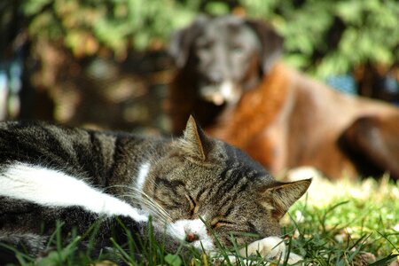 Cute park cat