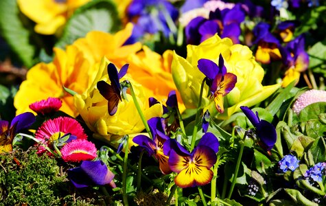 Sea of colour mood colorful flowers