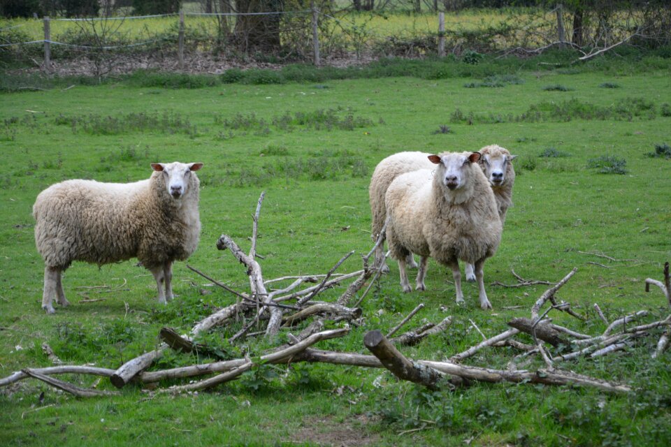 Mammal wool animals