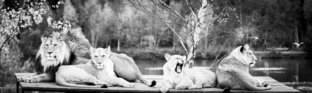 Family lions black and white
