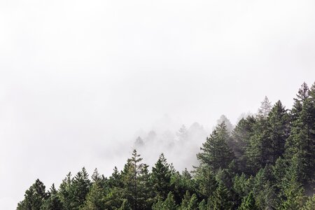 Nature forest foggy