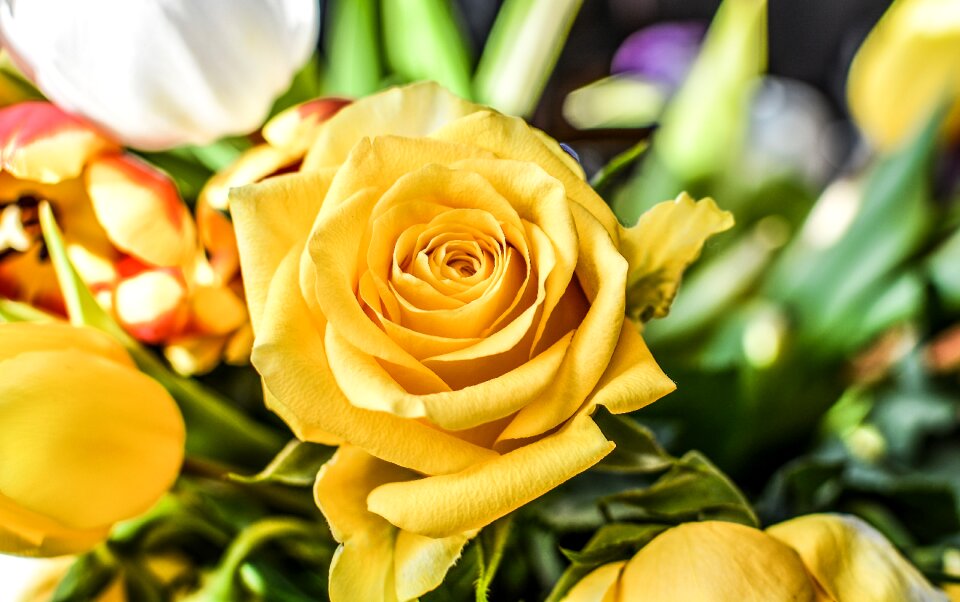 Petal floral blooming