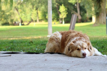 Outdoors summer animal