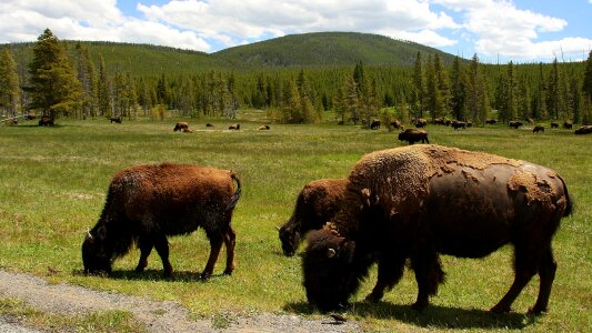 Wild animal american bison buffalo herd photo