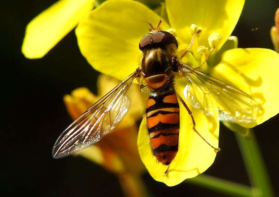 Close up macro photography wing