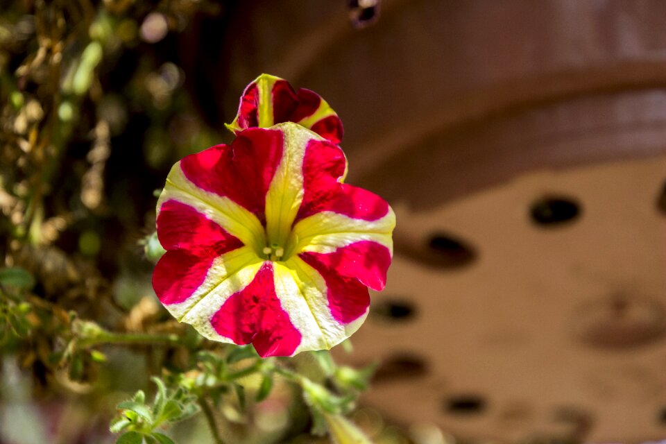 Flower spring flowers sky
