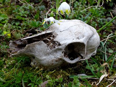 Skull wild animal rehschädel