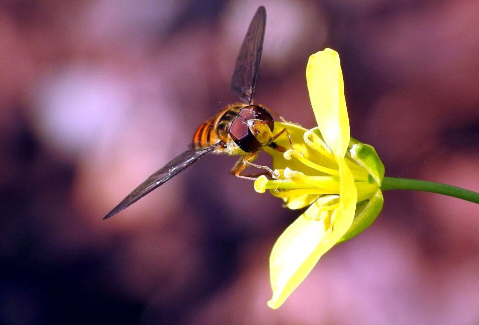 Unknown insect wasp wing