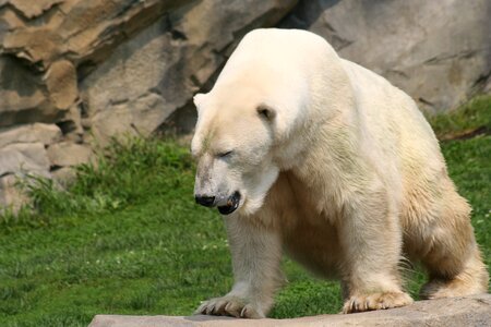 Polar bear zoo animal