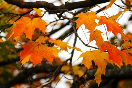 Leaf fall season photo