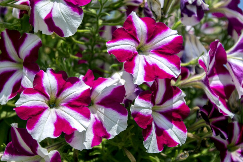 Flower spring flowers sky