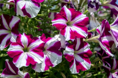 Flower spring flowers sky