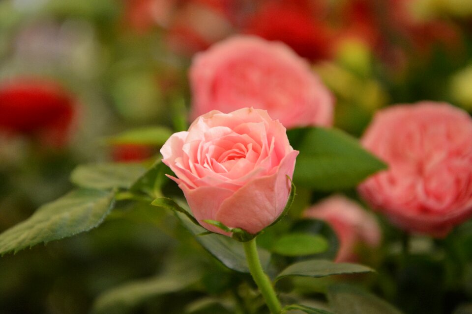 Rosebush offer events