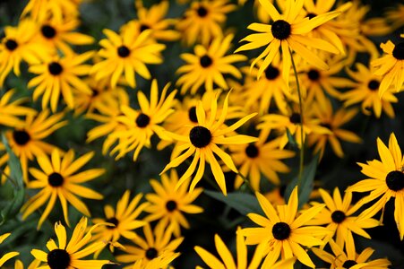 Plant garden coneflower