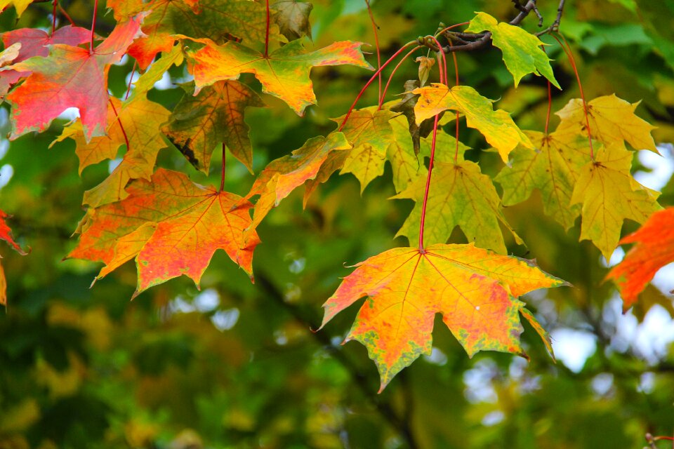 Leaf fall season photo