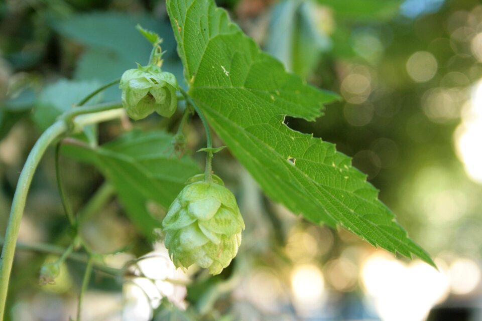 Medicinal plant sleep calming