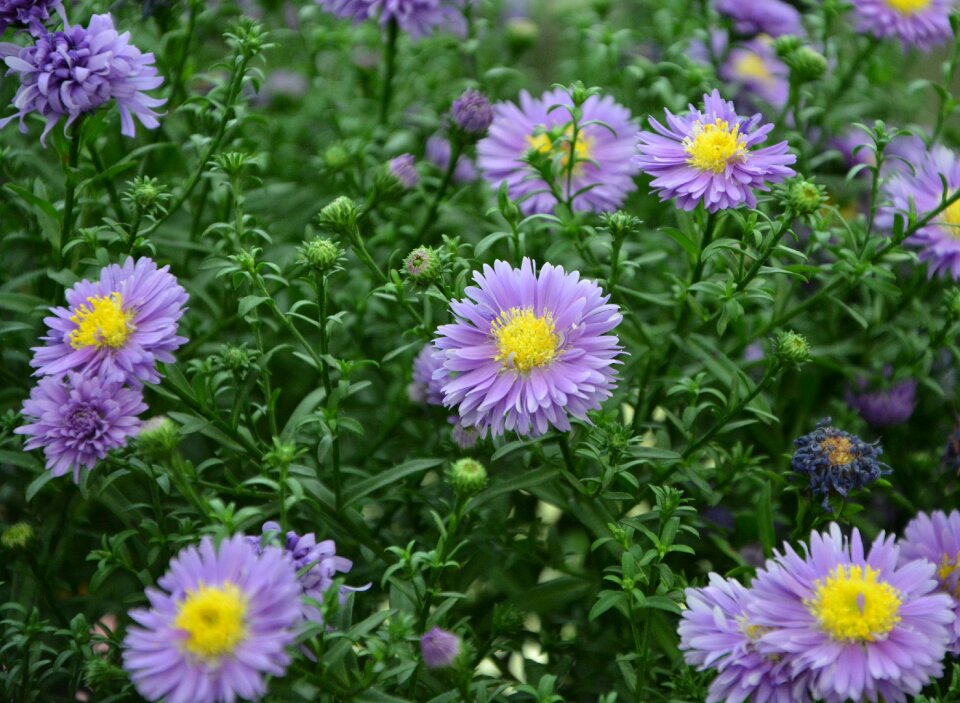 Nature plant petals