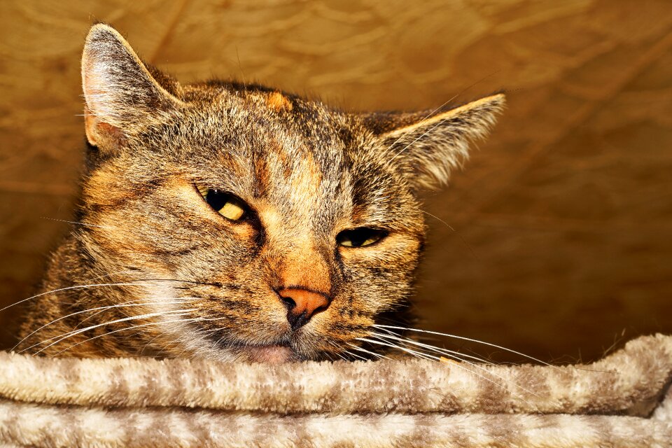 Cat face lion domestic cat photo