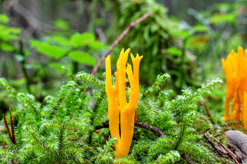 Coral-like forest floor forest