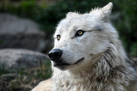 Portrait head wild animal