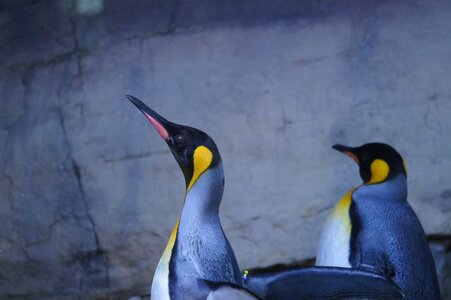Animal world nature penguin