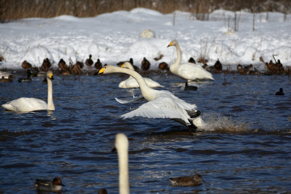 Bird wild birds waterfowl
