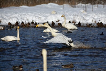 Bird wild birds waterfowl