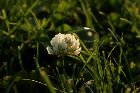 Pointed flower meadow medicinal plant
