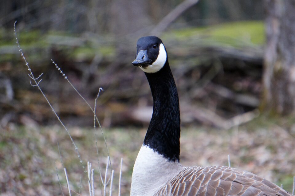 Feather animal goose