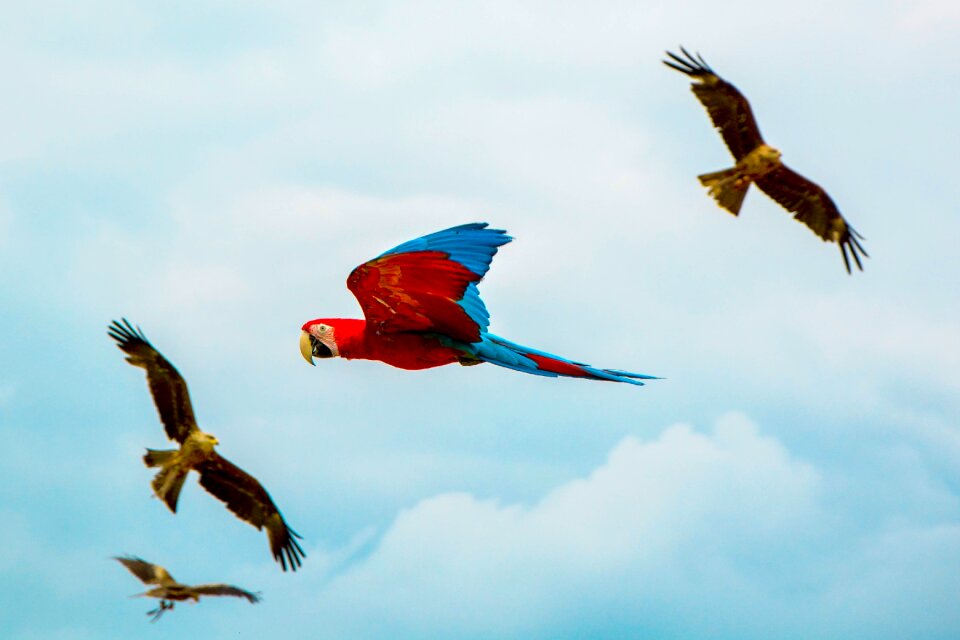 Animal fly freedom