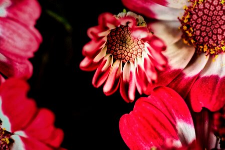 Plant petal floral photo