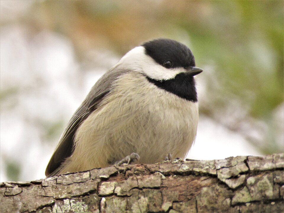 Outdoors animal cute