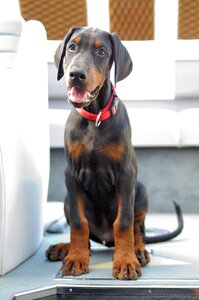 Pet animal cute