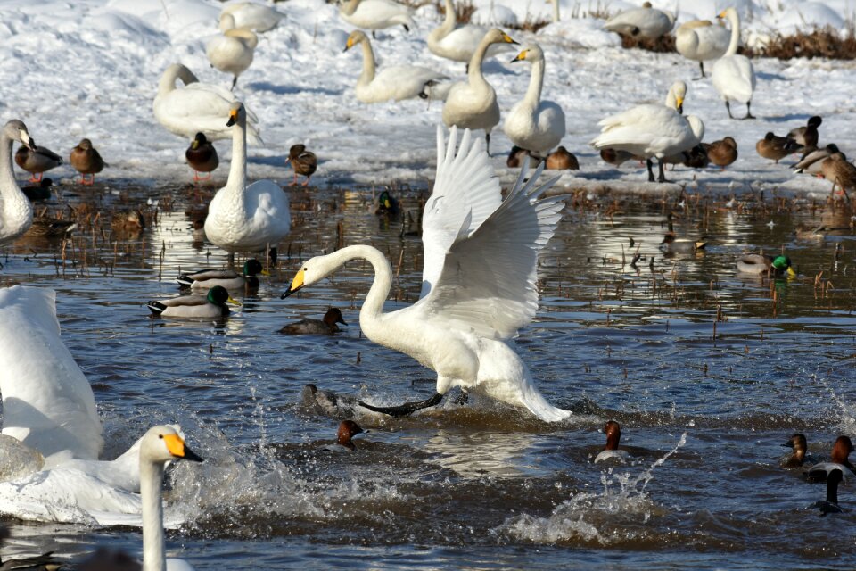Bird wild birds waterfowl