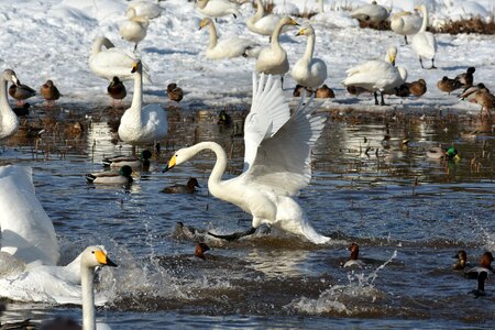 Bird wild birds waterfowl photo