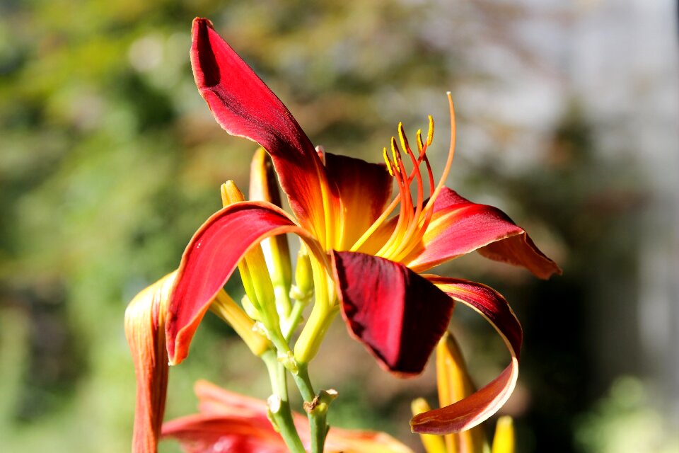Flower garden flower summer flower
