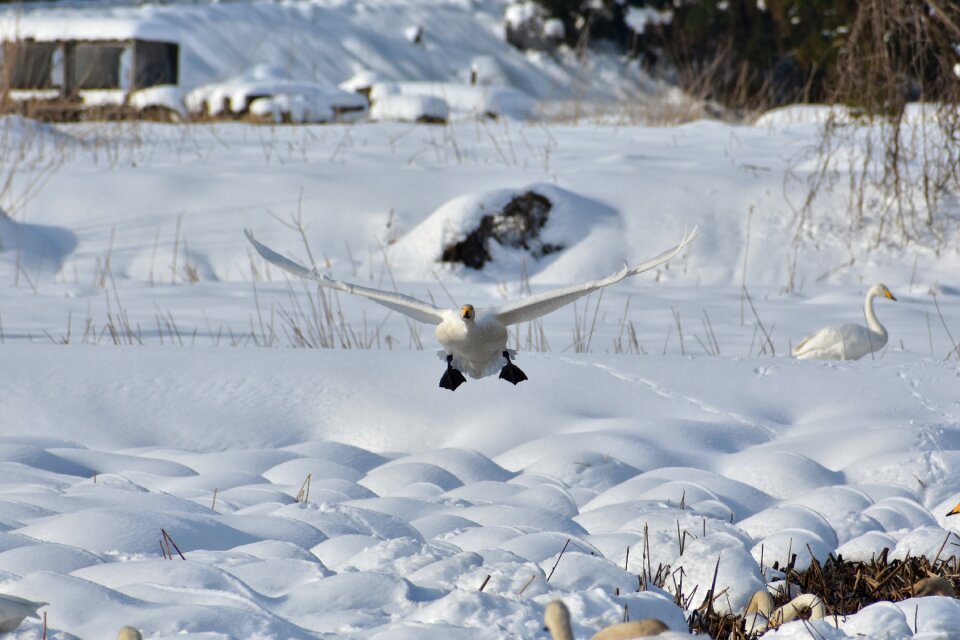 Bird wild birds waterfowl
