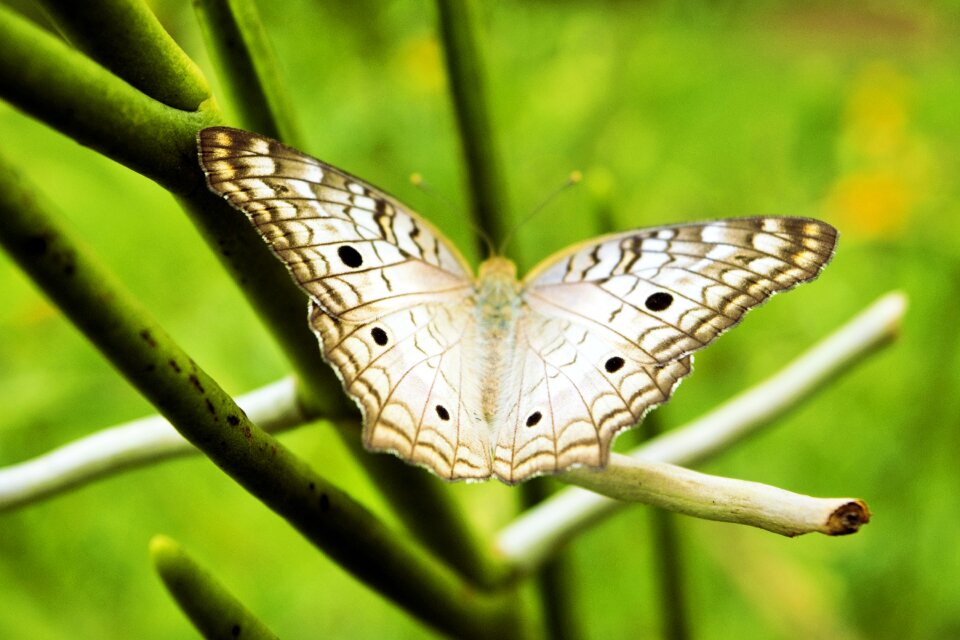 Butterfly green grey