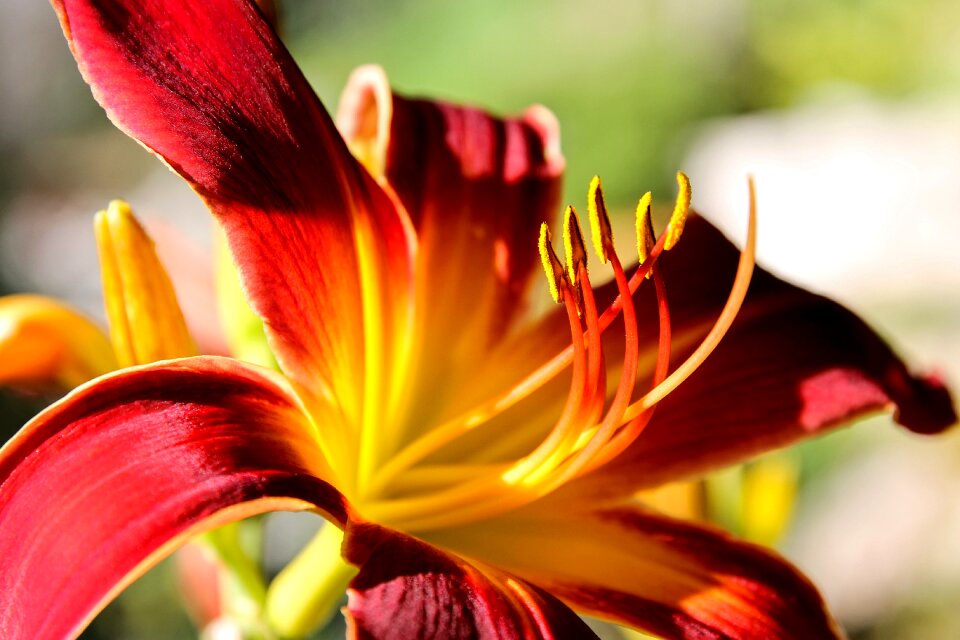 Flower garden flower summer flower