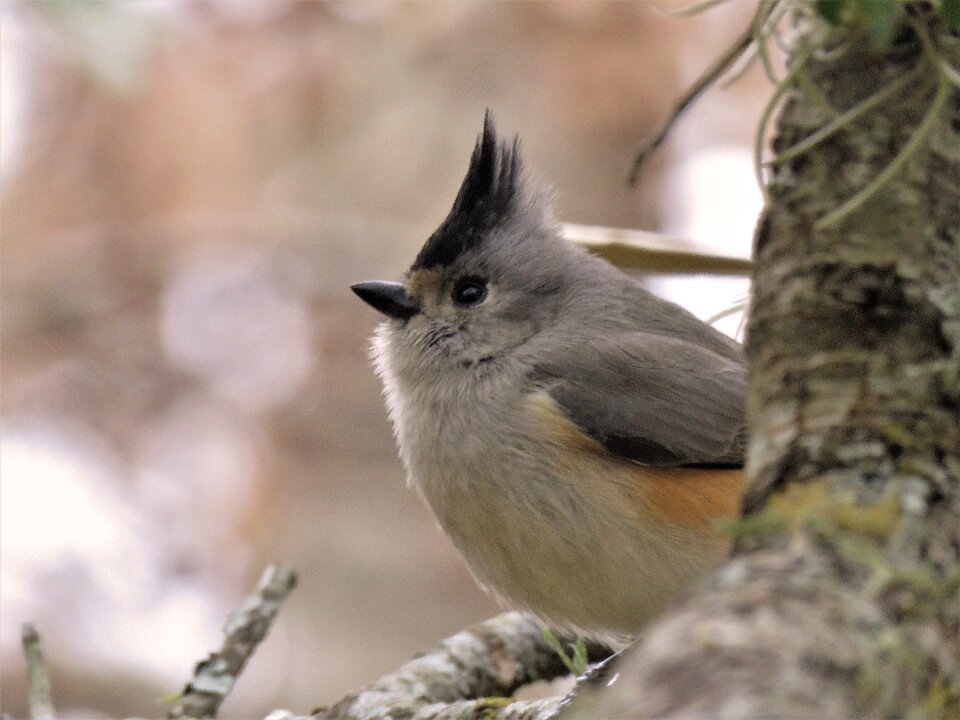 Outdoors animal little