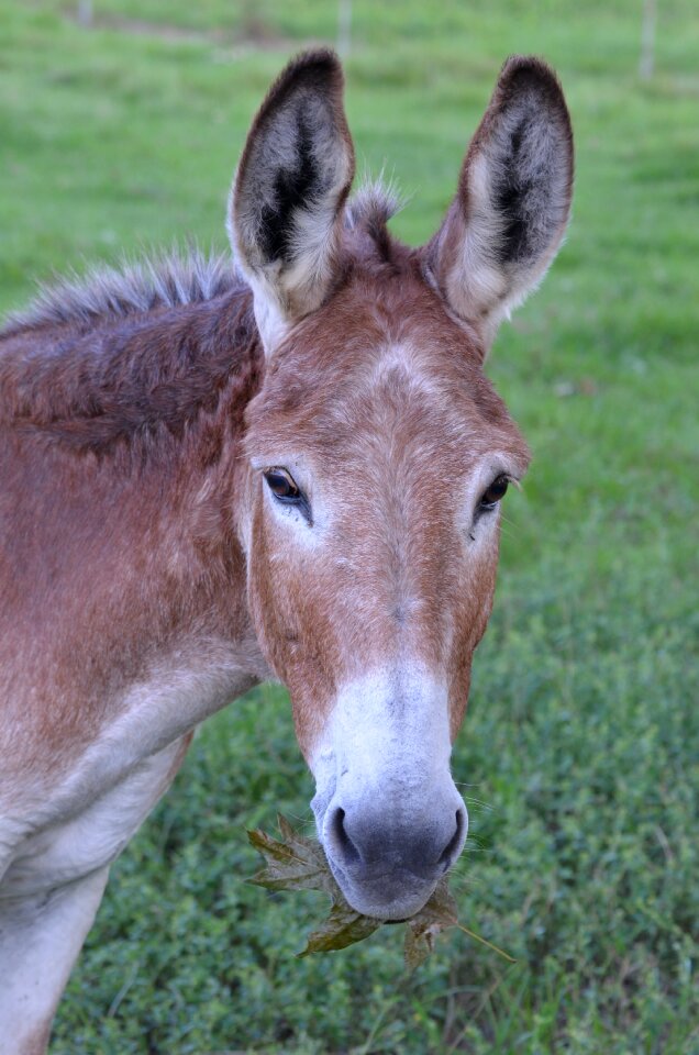 Mule animal ass