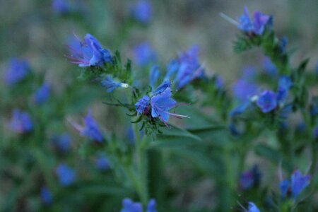 Blue natternkopf echium vulgare wild plant photo