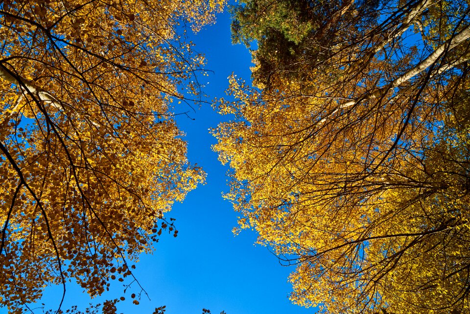 Leaves nature yellow