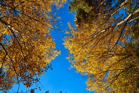 Leaves nature yellow
