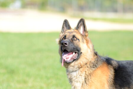 Jumping agility pastor photo