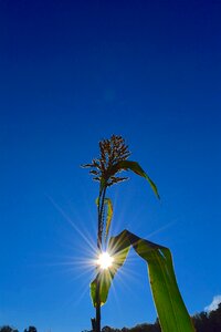 Green leaf season